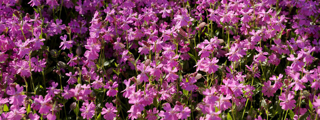 Fototapeta premium Pink blooming Erinus alpinus for horizontal floral background