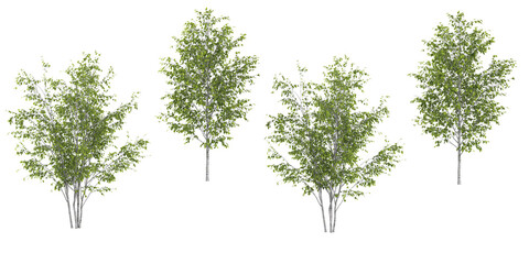 Set of Himalayan Birch tree isolated on transparent background