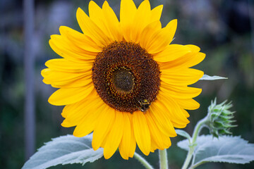 sunflower in the garden