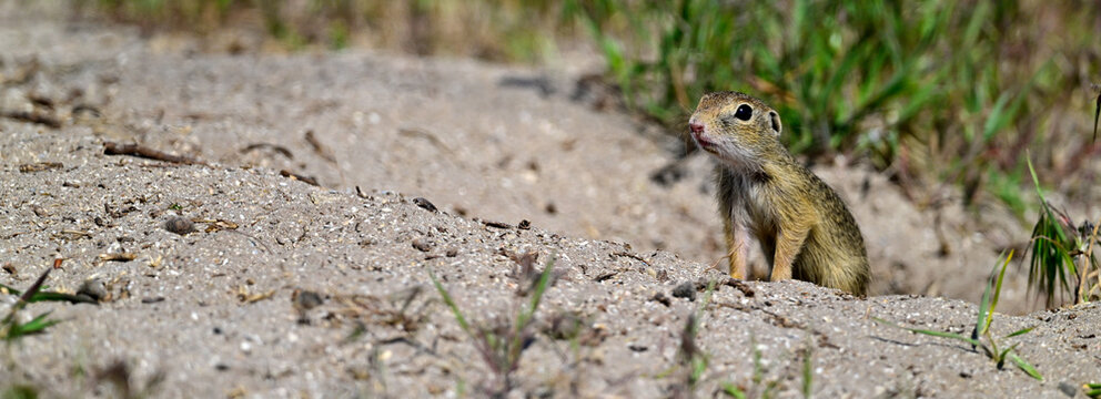Europ&auml;ischer Ziesel // European ground squirrel (Spermophilus citellus) - Donaudelta, Rum&auml;nien