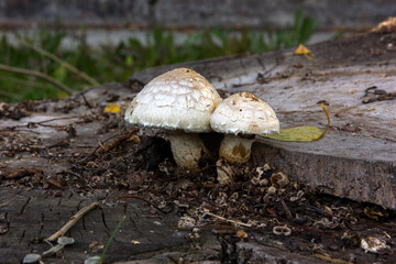 Mushrooms on a stump