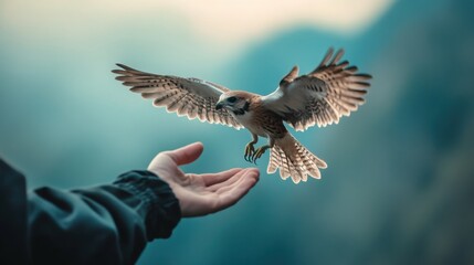 Obraz premium conservationist gently releasing a rehabilitated bird into the wild