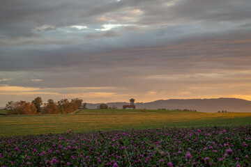 Obraz premium View for sunset evening sky from clover field with violet blossoms