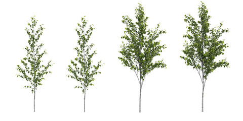 Set of Silver birch trees isolated on transparent background