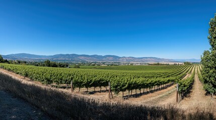 Fototapeta premium Expansive vineyard with lush greenery under a clear blue sky on a sunny day.