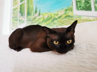 Burmese cat is lying watching