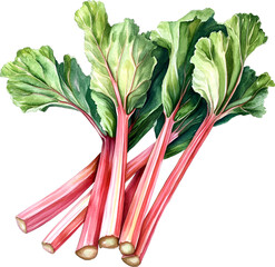 Rhubarb Watercolor Clipart