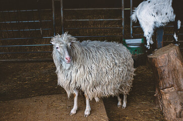 A white ram walks around the territory of the paddock on the farm.