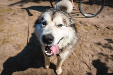 Portrait of a friendly Malamute dog.