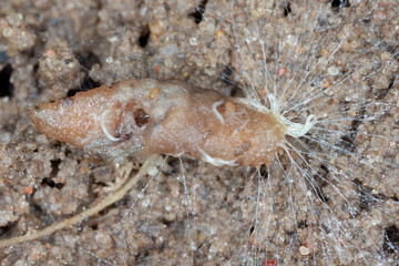 Larva of the plant pest killed by nematodes. Biological method of plant protection. Biocidal...