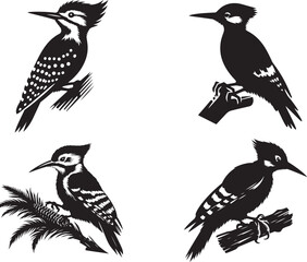 woodpecker vector silhouette Image Set