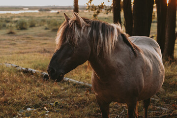 Semi-wild konik polski horse at Engure Lake Nature Park, Latvia © Julija