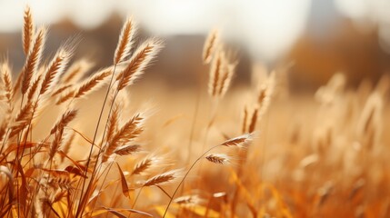 Fototapeta premium autumn landscape in beige with spikelets and a beautiful bokeh effect in the background