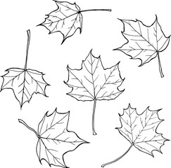 Hand drawn Maple leaves vector set in line art style isolated on a white background.