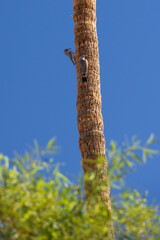 Northern Flicker woodpecker on a palm tree