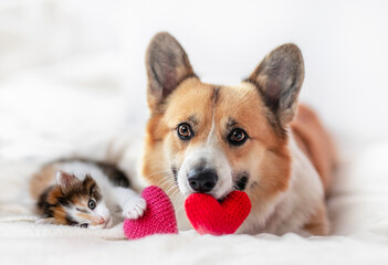 cute dog and kitten lying next to hearts on valentines day