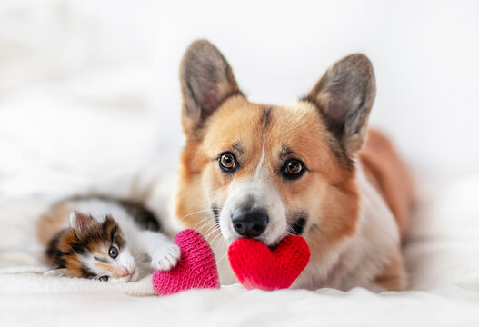 cute dog and kitten lying next to hearts on valentines day - Powered by Adobe