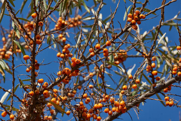 Sea buckthorn ripened on the garden plot. Sea buckthorn berries on a background of blue sky and green leaves.