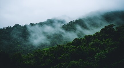 Fototapeta premium Misty fog drifts through dense greenery, creating a tranquil atmosphere in the mountains at dawn