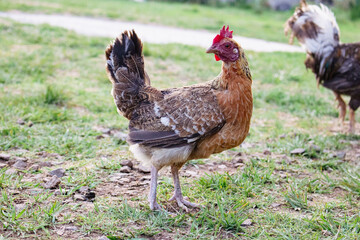 gallina viendo a la camara