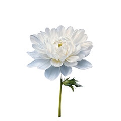 Oil painting of a single bloom on a transparent background.