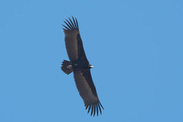 cinereous vulture or Aegypius monachus in flight at jorbeer, Rajasthan