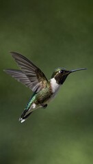 Hummingbird in mid-flight against a green background.