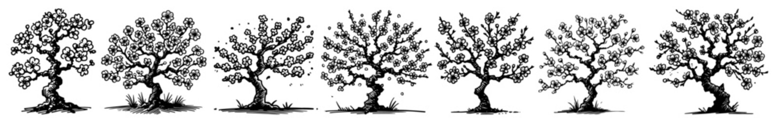 detailed blooming cherry tree blossom branches with flowers black vector