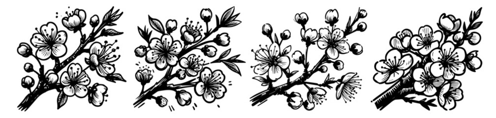 detailed blooming cherry blossom branches with flowers black vector