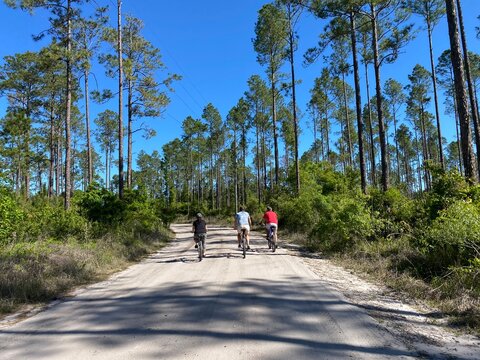 Bicycle riders on gravel road surrounded by Florida pine trees