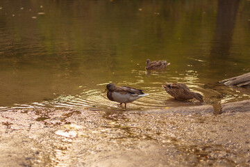 Autumn River Serenity: Ducks Gliding Through Golden Fall Reflections