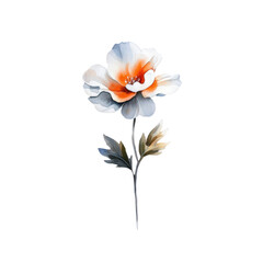 Naklejka premium Watercolour of a single flower bloom with a transparent background.