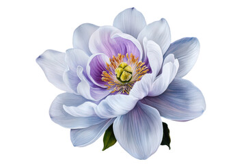 Watercolour of a single flower bloom with a transparent background.