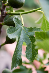Naklejka premium close up of a fig leaf