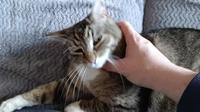 main d'un homme faisant des caresses &agrave; son chat