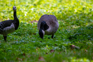 Zwei Kanadagänse auf einer Wiese, eine pickt Futter