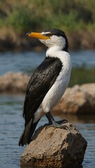 Little Pied Cormorant in its natural habitat.