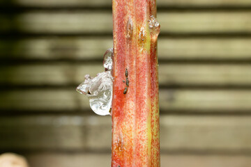 Rhubarb sap clear jelly on plant stalk after Rhubarb Weevil, aka Rhubarb Curculio or Snout Beetle...