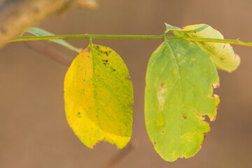 butterfly on leaf