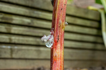 Rhubarb sap clear jelly on plant stalk after Rhubarb Weevil, aka Rhubarb Curculio or Snout Beetle (Lixus concavus) has laid eggs © Tosh Lubek