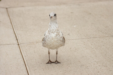 seagull on the concrete