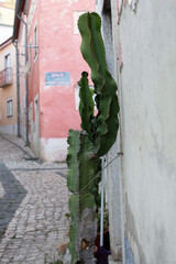 Cactus in the Alley