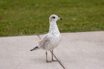 Obraz premium seagull on the sidewalk