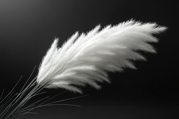 Obraz premium A single white flower with a black background