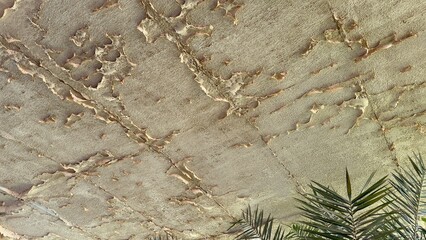 Cracked concrete surface with beige paint peeling away due to long-term weathering. Palm leaves contrast against the deteriorating structure, highlighting the effects of neglect.