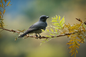 Sunda cuckooshrike - Coracina larvata is black bird in Campephagidae, found in Indonesia and Malaysia, Borneo, Sumatra and Java, natural habitat is subtropical or tropical moist montane forest.
