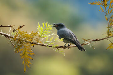 Sunda cuckooshrike - Coracina larvata is black bird in Campephagidae, found in Indonesia and Malaysia, Borneo, Sumatra and Java, natural habitat is subtropical or tropical moist montane forest.