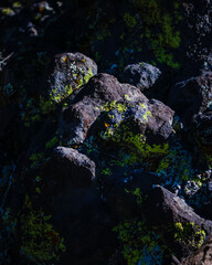 moss on volcanic rocks