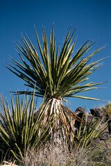 palm tree in the desert