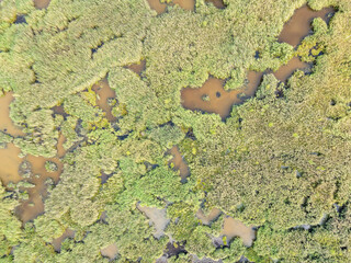 Aerial view of lake or river green shore with forest. Summer season.